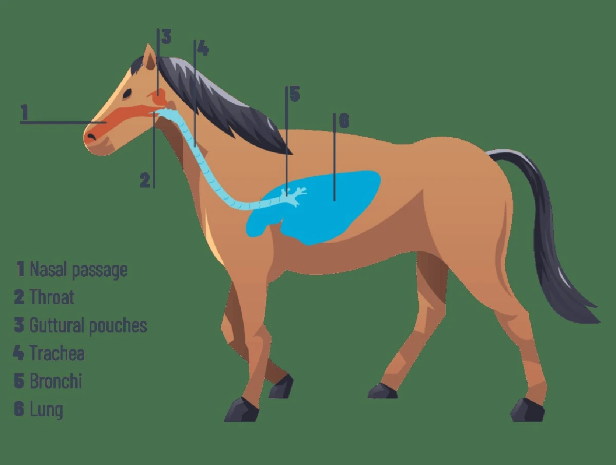 respirarcomoumc-extra-1.webp Respirar como um cavalo? Nowy sposób na stres, który pokochasz - image 1