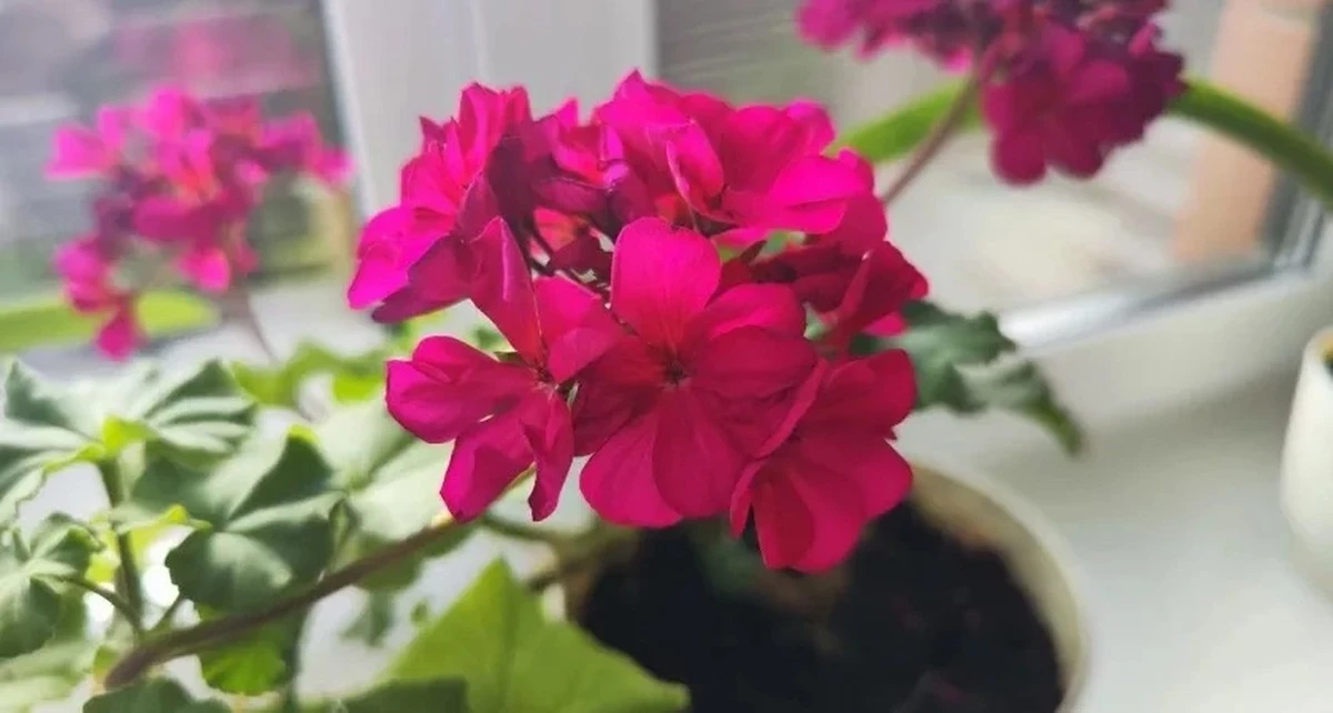 Cięcie pelargonii metodą "3-5-7" w lutym: kwitnący krzew w miesiąc
