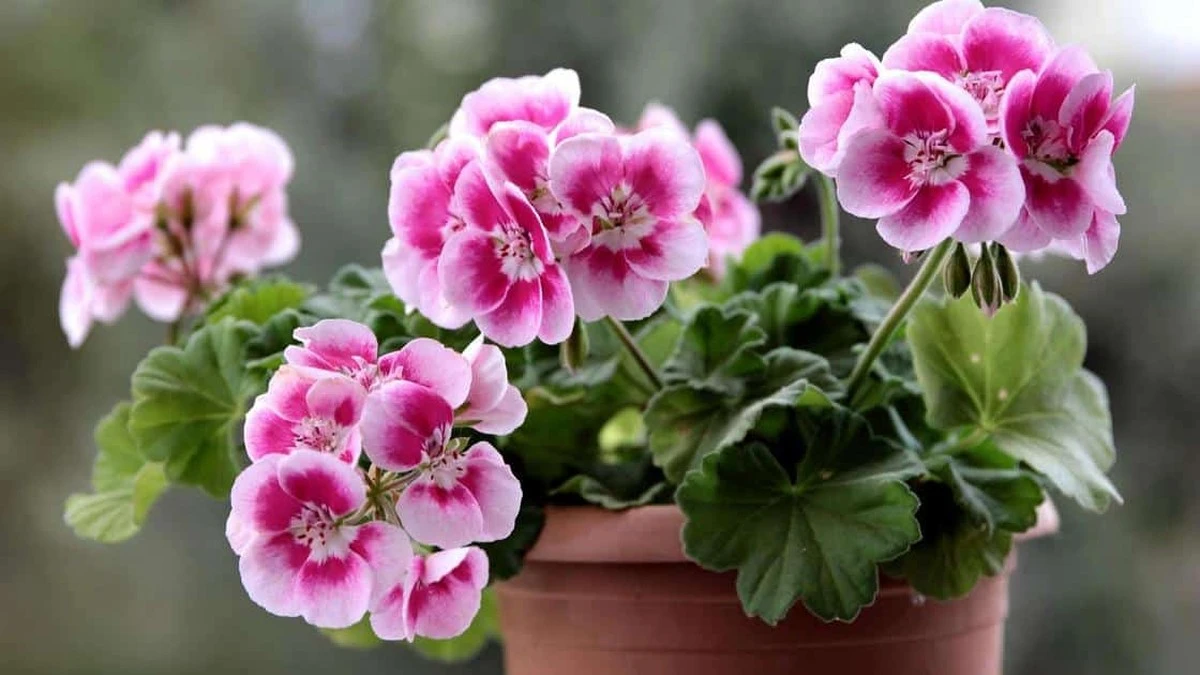 jedenszczyptado-extra-1.webp Jeden szczypta do doniczki – a pelargonie kwitną jak oszalałe, nawet z młodych sadzonek - image 1