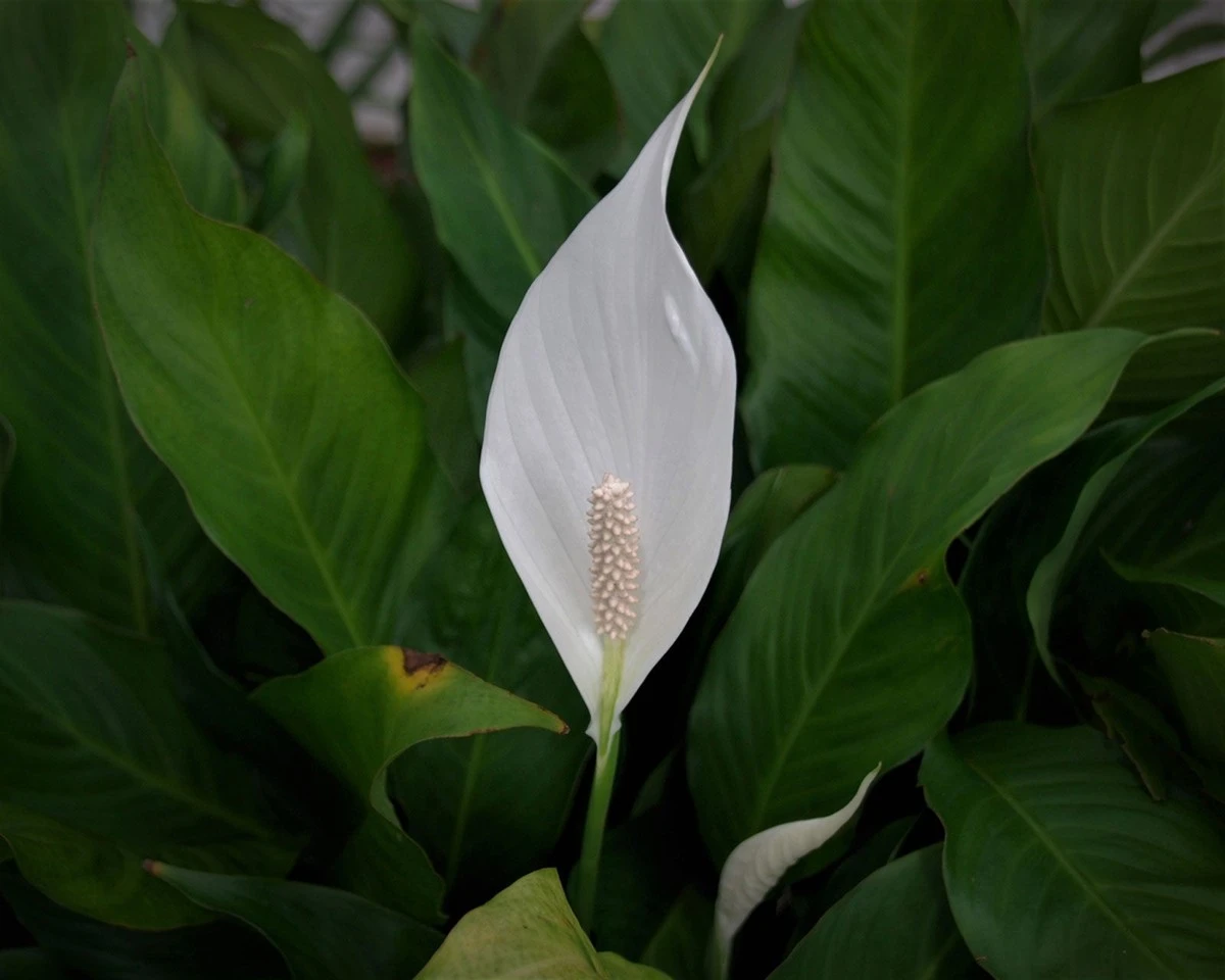 domowysposobnak-extra-1.webp Domowy sposób na kwitnący spathiphyllum: 200 ml płynu, a