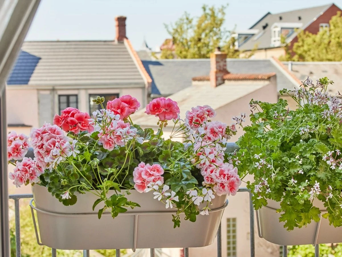4zabkinaszklank-extra-1.webp 4 ząbki na szklankę wody — i pelargonia nie do poznania: bujna zieleń i kwitnienie przez cały rok - image 1
