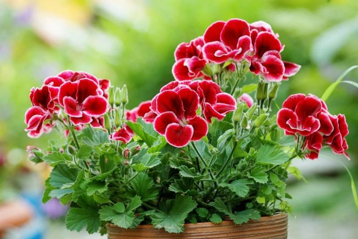12kropletegoska-extra-1.webp 1-2 krople tego składnika z apteczki sprawią, że pelargonie będą kwitły nieprzerwanie - image 1