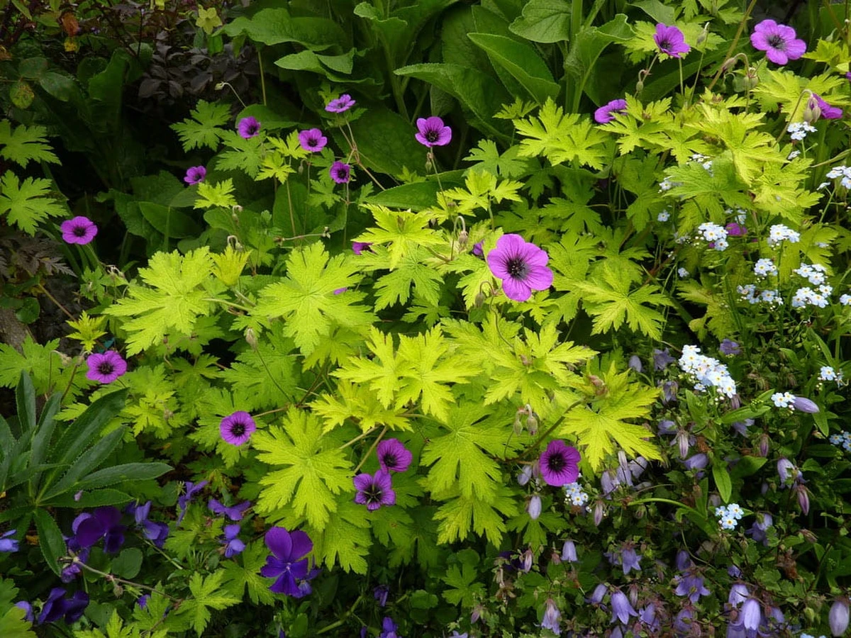 Na wiosnę daję geranium taką 