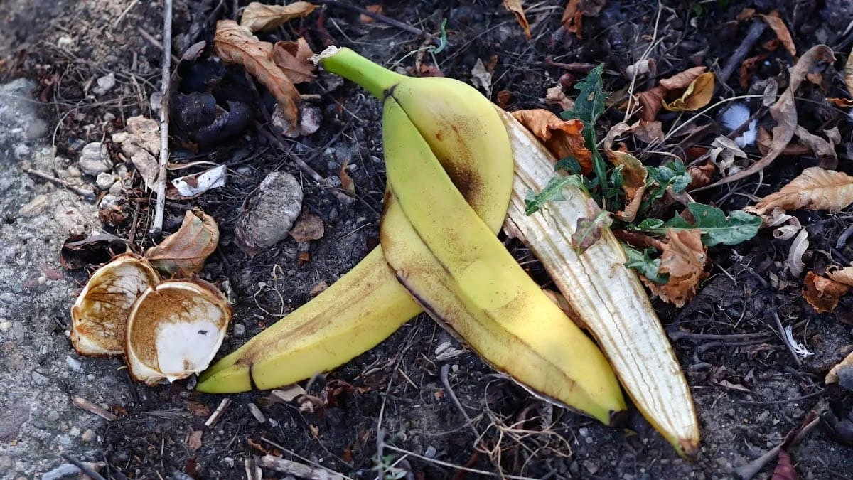 babcisztuczkazo-extra-1.webp babci sztuczka z obierkami banana i szczyptą soli sprawiła że mój ogród kwitnie nawet w największe mrozy - image 1