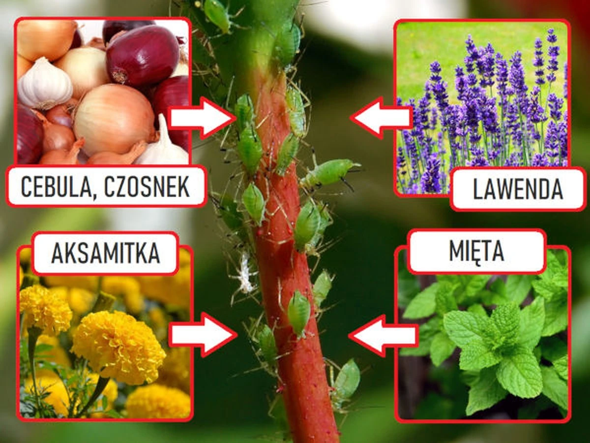 5kwiatowktorena-extra-1.webp 5 kwiatów, które naturalnie odstraszą mszyce i kleszcze z Twojego ogrodu - image 1