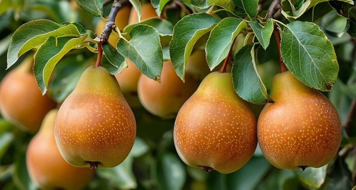 200 gramów pod drzewo – i gruszki będą słodsze niż miód. Zrób to zaraz po roztopach!