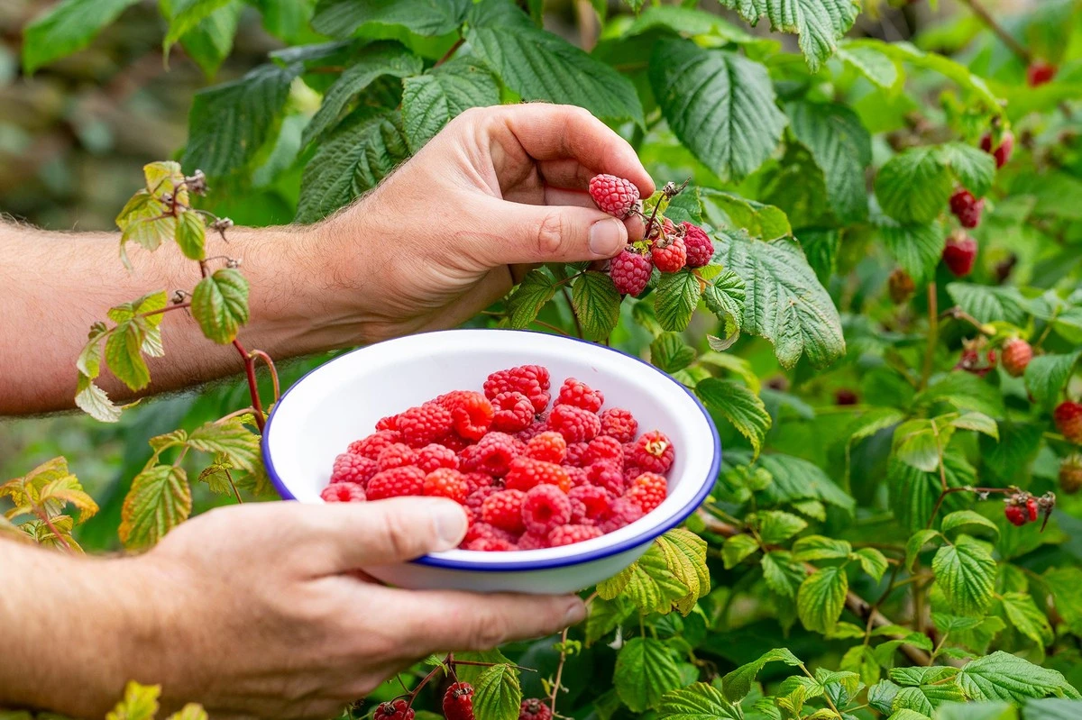 gaezieikodypodm-extra-1.webp Gałęzie i kłody pod maliny: sekret słodkich, wielkich owoców i bezproblemowego wzrostu - image 1