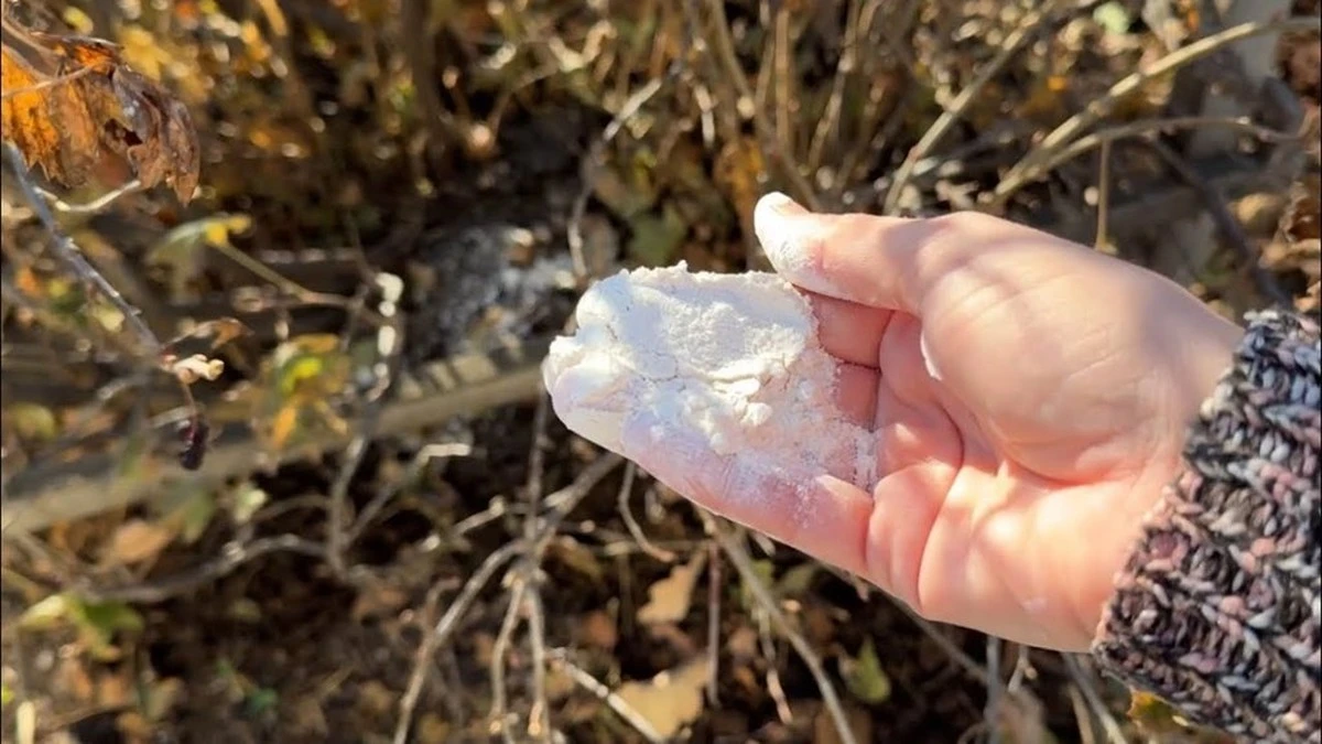 Dlaczego zbiory porzeczek podwoiły się po jednej radzie ze marca. Agronomka zdradziła kluczowy sekret.