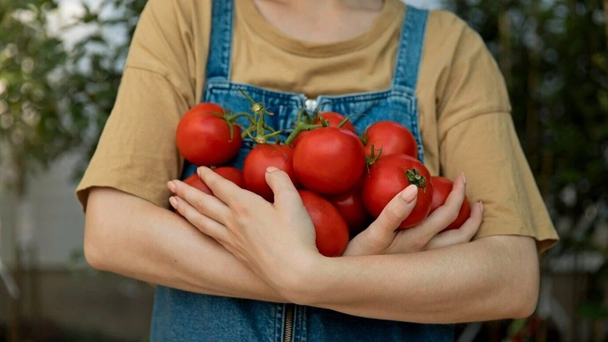 Dwa łyżki do dołka – i z jednego krzaka zbieram 12 kilogramów pomidorów