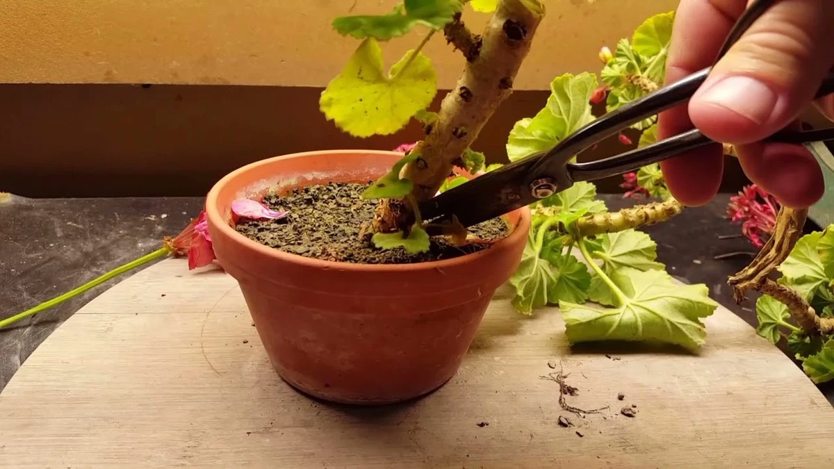 cieciepelargoni-extra-1.webp Cięcie pelargonii metodą