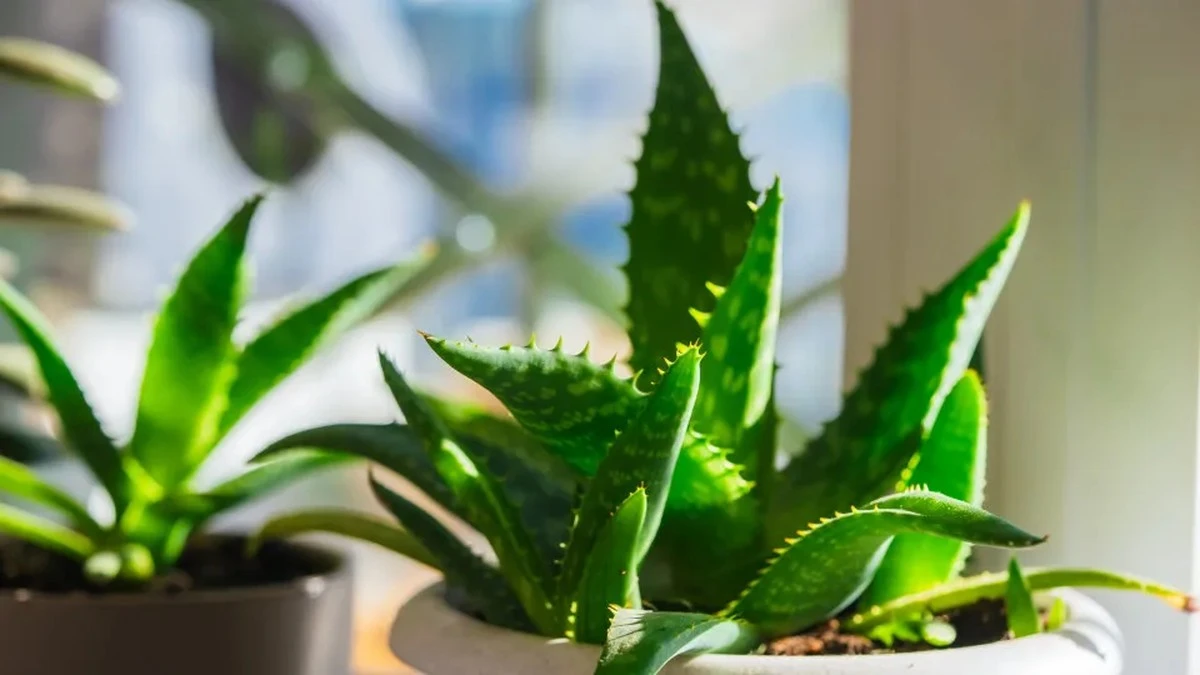 Aloes: sekretny sojusznik w walce z chorobą Alzheimera?