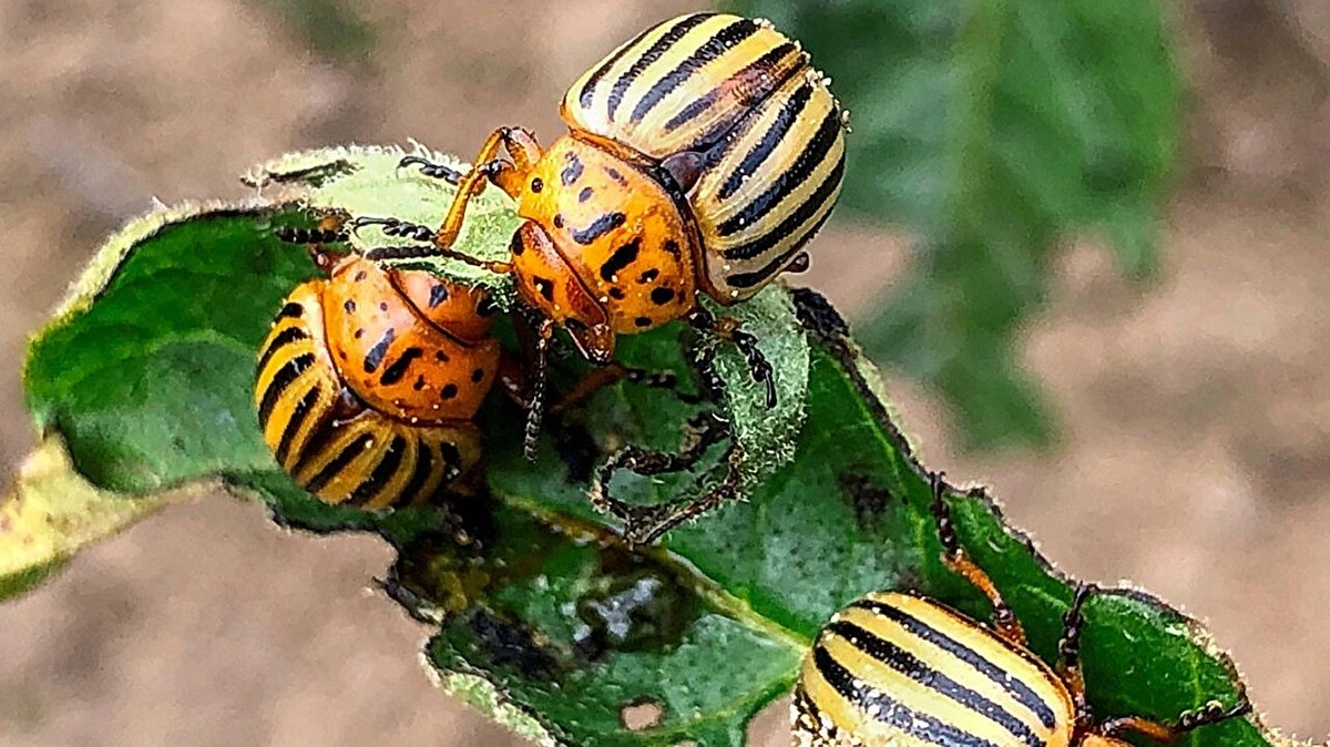 10 ml amoniaku na wiadro wody potroi plony ziemniaków. Chrząszcze znikną. - image 1