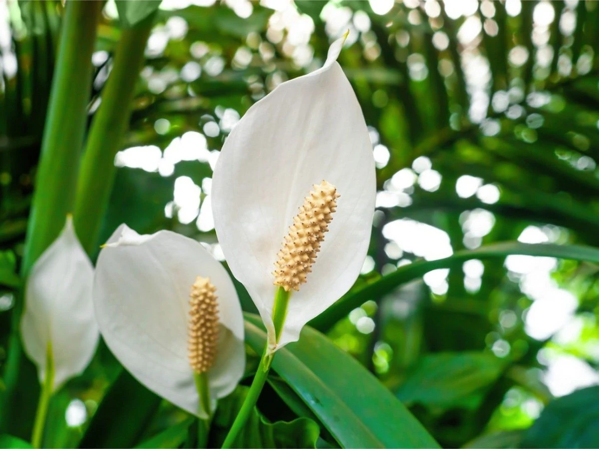 domowysposobnak-extra-1.webp Domowy sposób na kwitnący spathiphyllum: 1 gram na litr wody, a kwiaty pojawią się masowo - image 1