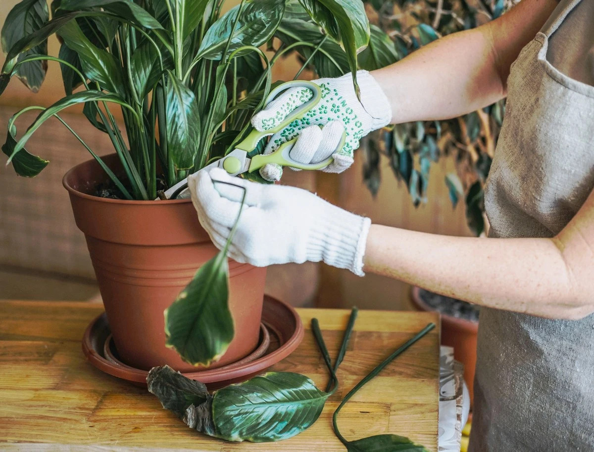 Cięcie korzeni zamiast magicznej formuły: zaskakujący sposób na spathiphyllum pełen kwiatów - image 1