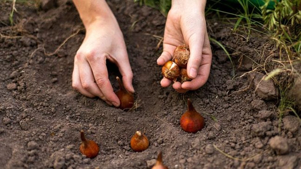 Holenderska tajemnica sąsiadów: hoduję tulipany, zamiast je kupować. Metoda dla każdego. - image 1