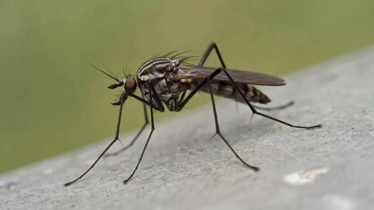 Zapomnij o chemii: 5 naturalnych metod na komary i muchy, które odmienią Twoje lato