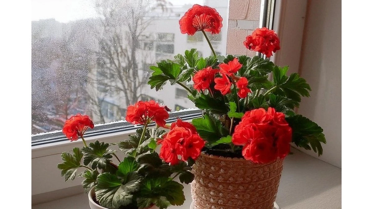 1-2 krople tego składnika z apteczki sprawią, że pelargonie będą kwitły nieprzerwanie