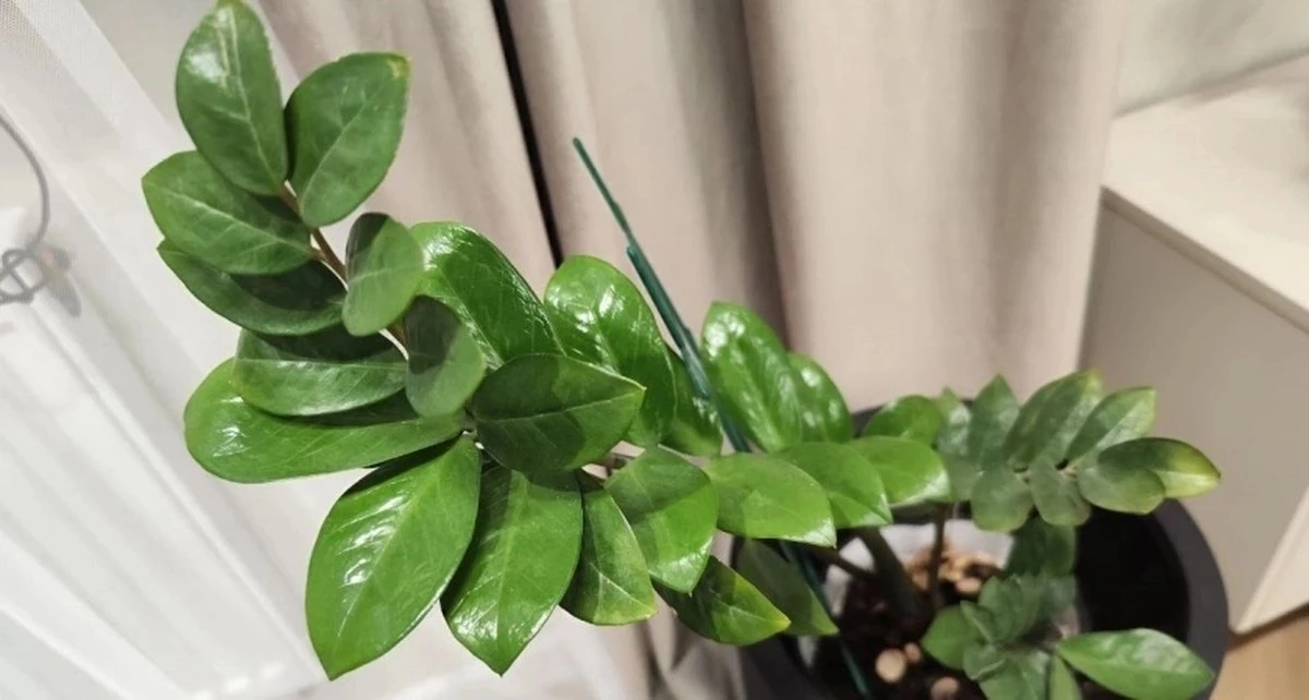 Jedna tabletka witaminy C dla roślin? Sprawdź, jak ratuje spathiphyllum i zamioculcas