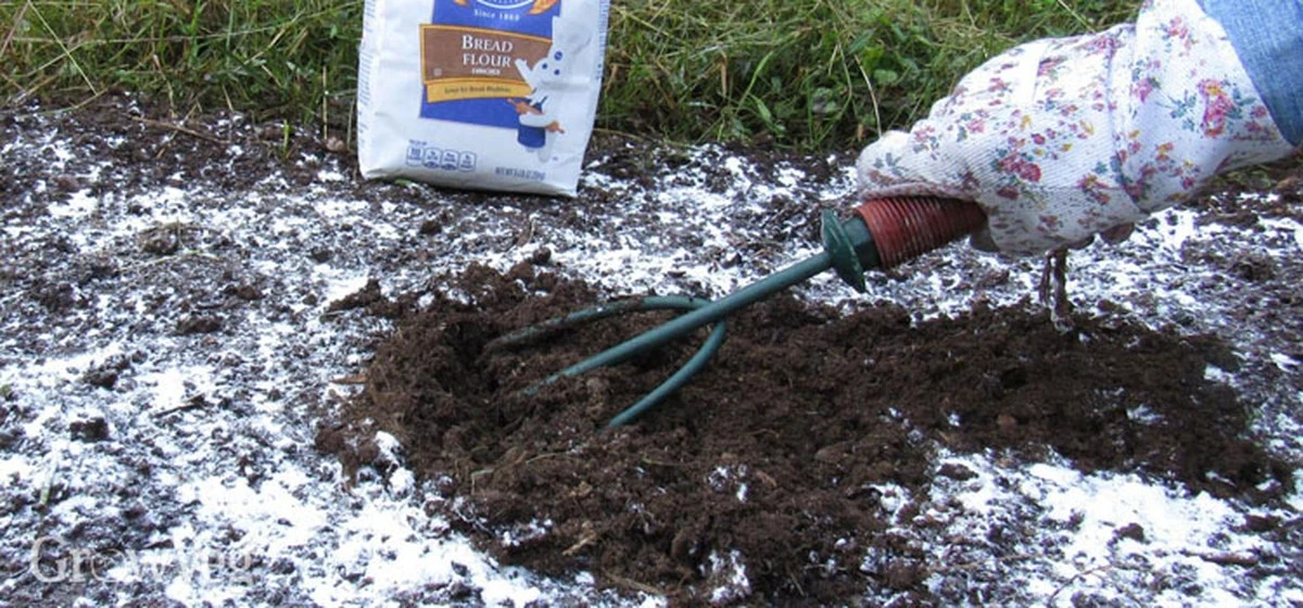 jedenszklankama-extra-1.webp Jeden szklanka mąki zamiast 15 kg obornika: rozsypuję po śniegu – wiosną ziemia jest miękka i puszysta - image 1