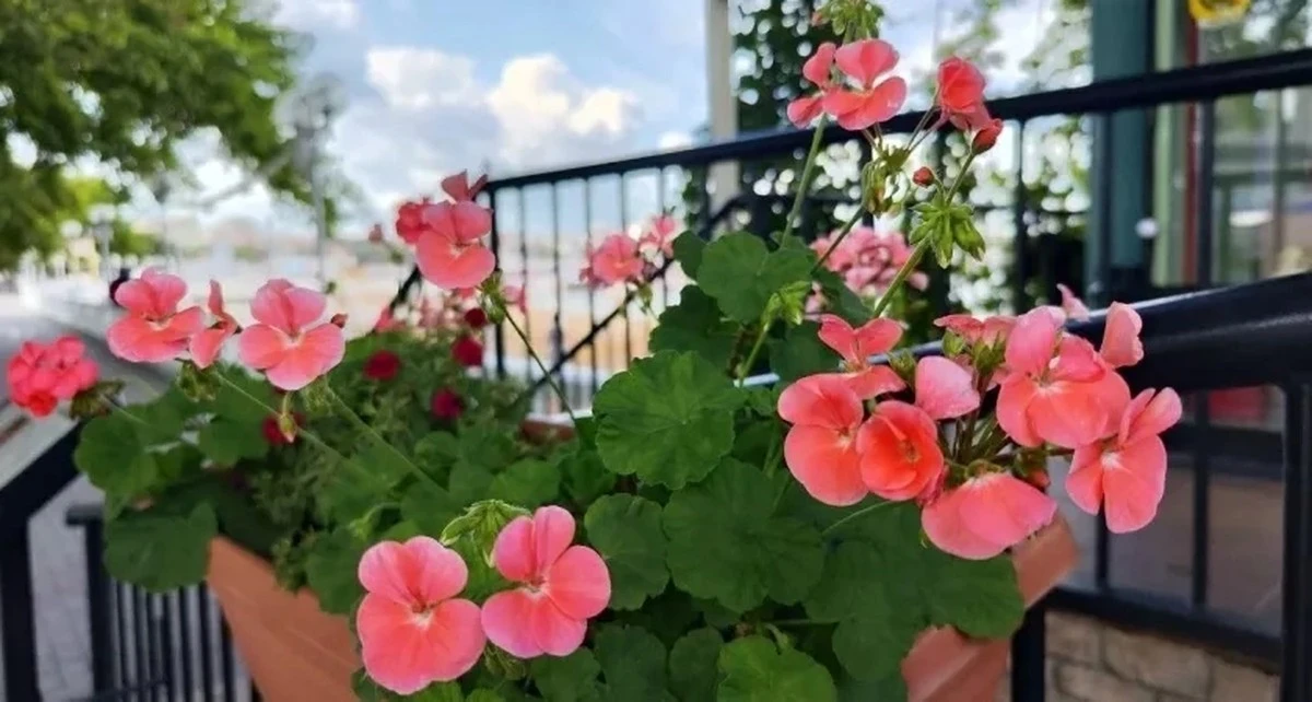 Na wiosnę daję geranium taką "breję", a moje okna wyglądają obłędnie! Stare i nowe sadzonki kwitną jak szalone.