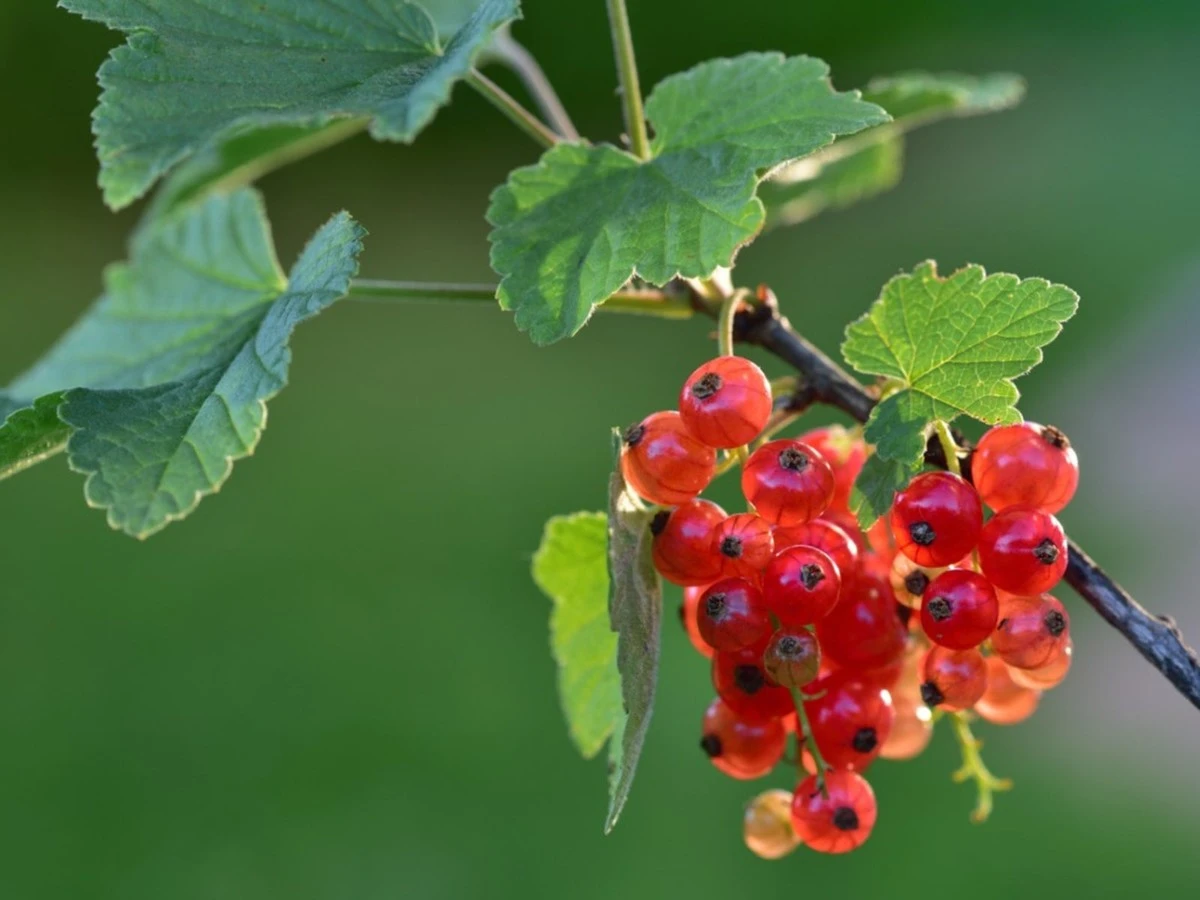 dlaczegozbioryp-extra-1.webp Dlaczego zbiory porzeczek podwoiły się po jednej radzie ze marca. Agronomka zdradziła kluczowy sekret. - image 1